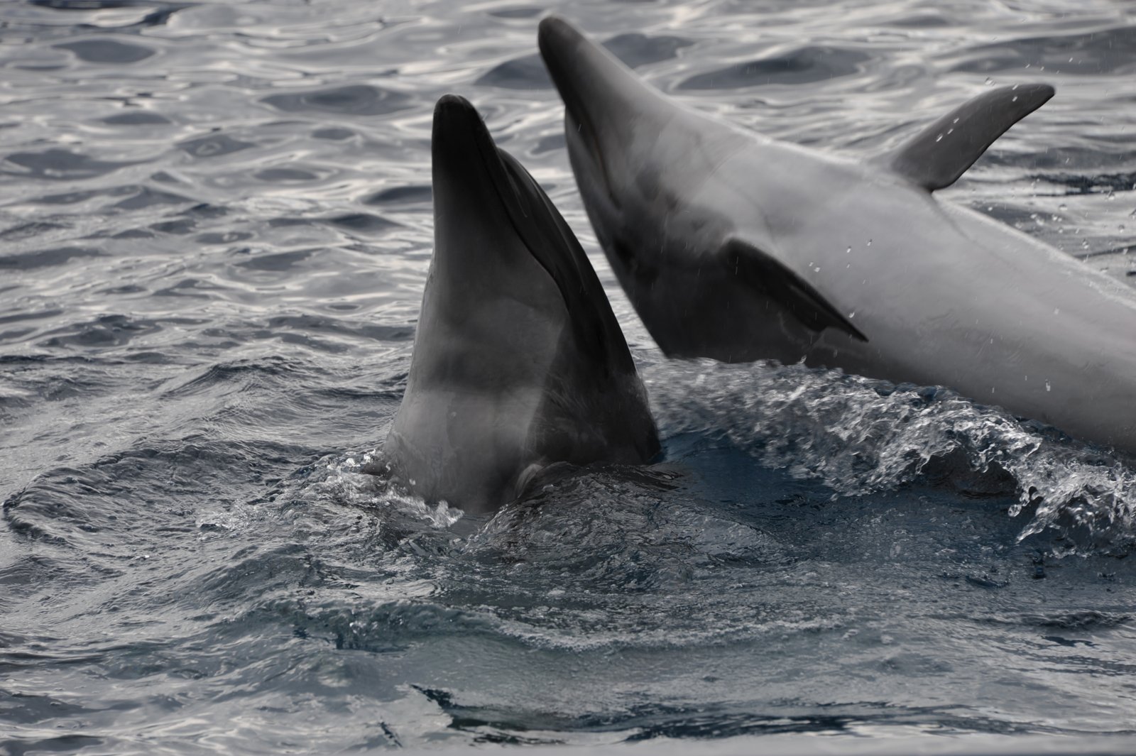 Two dolphins coming up out of the water