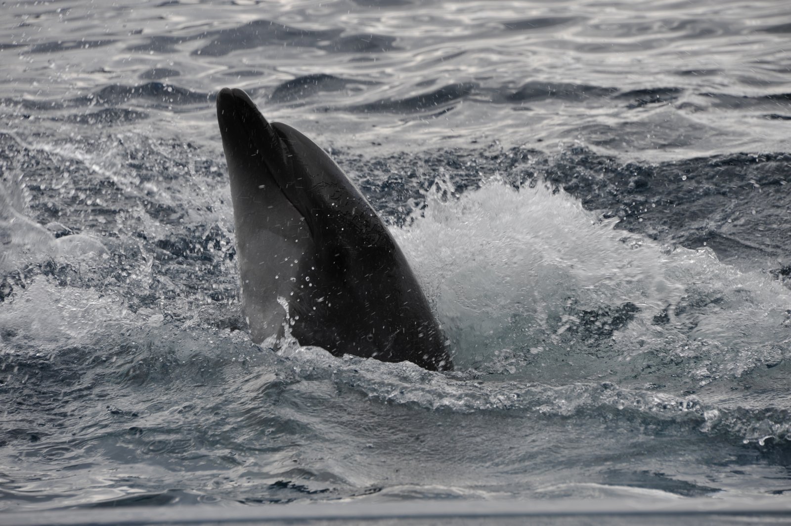 A dolphin splashing in the water