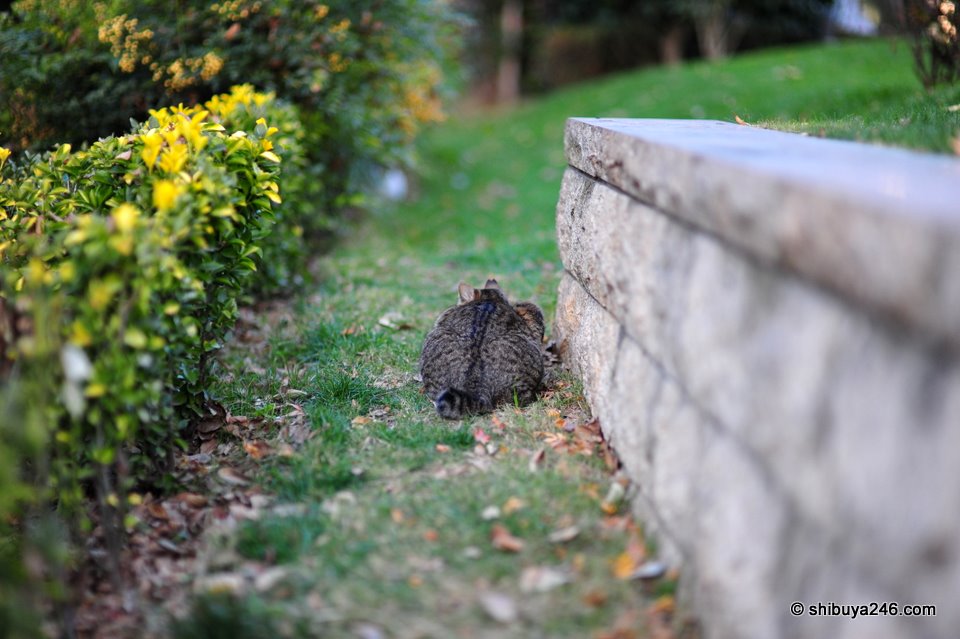 Getting ready to pounce.