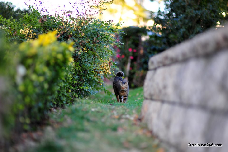 Padding through the grass.