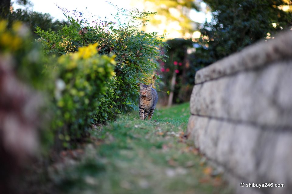 Nice gardens with rock wall and plants. Perfect for the cats.