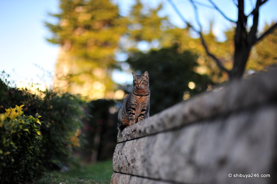 I liked the background yellow and sky blue behind this shot. Contrasted well with the cat.