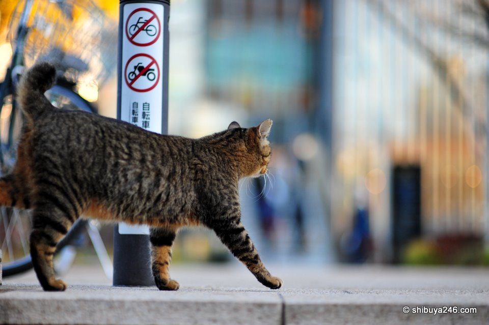 mmm, let me check, no bikes, no scooters. nothing mentioned about cats. check ok!!