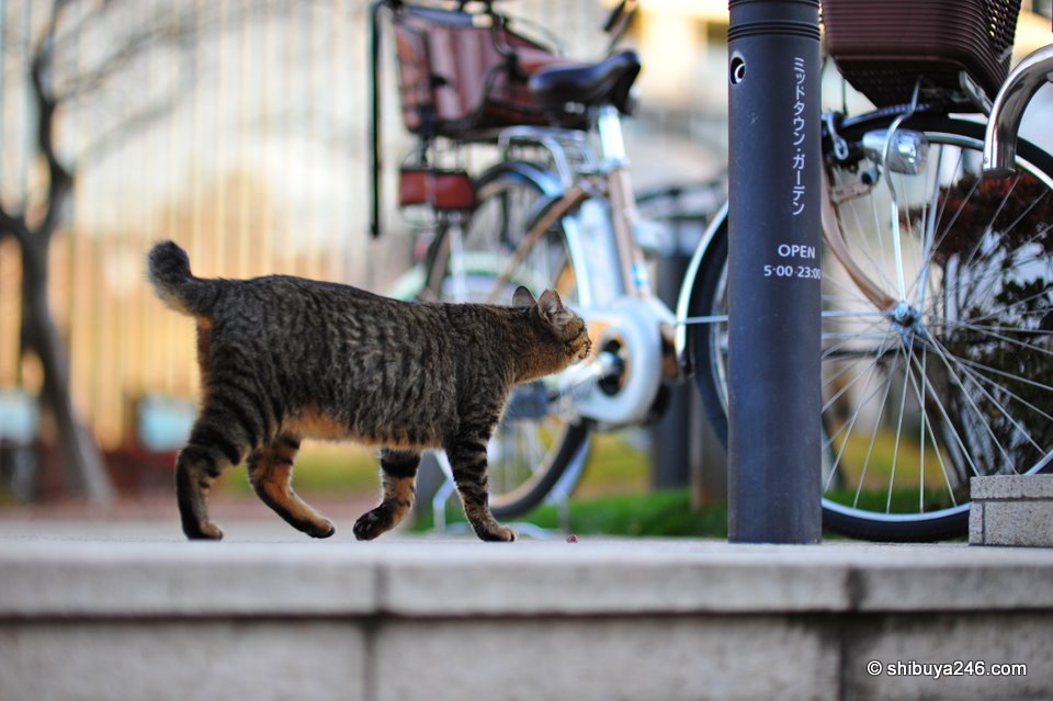 Got to get home by 23:00. Early night for the MidTown cats.