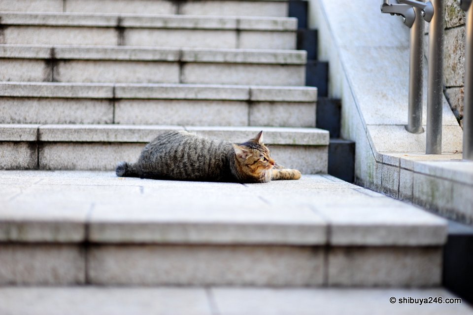 Time for a quick nap before going out later.