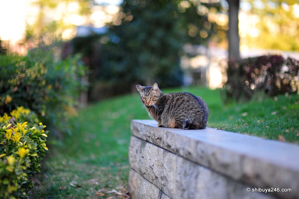yep, it's a tough life being a MidTown cat.