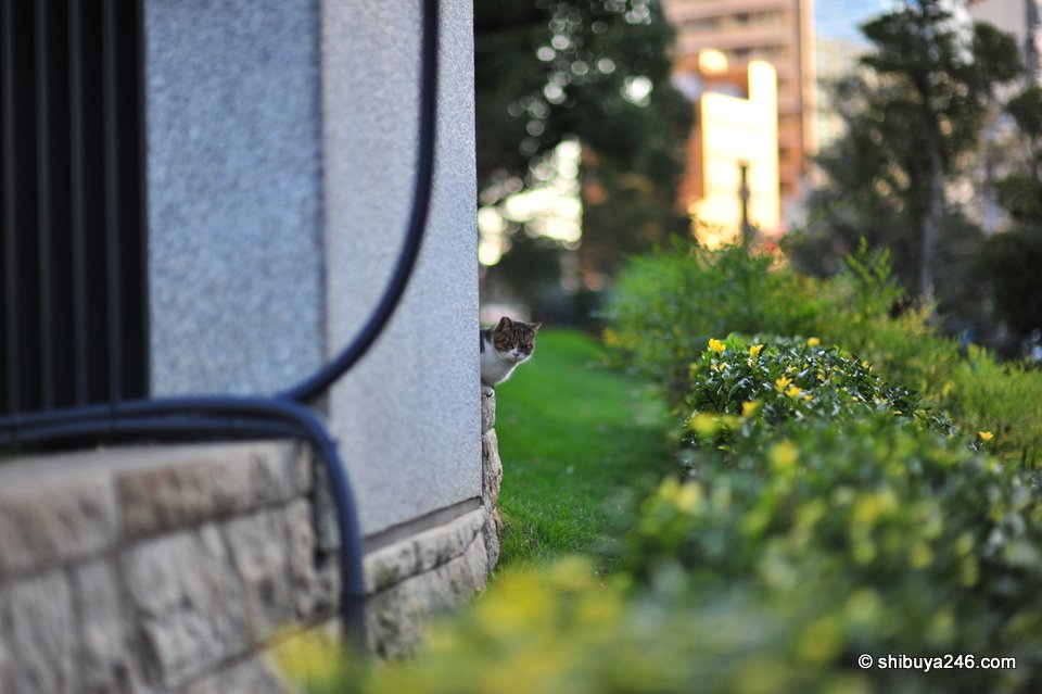 This cat was a bit shy, but very cute.