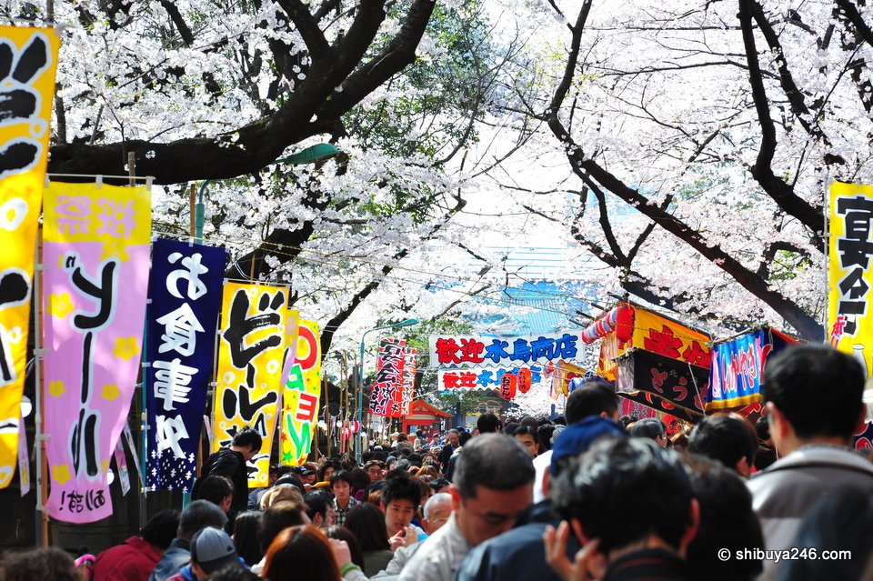The Sakura trees line the pathway as people sit on the side enjoying the scenery and eating some food. Plenty of beer was also on hand.