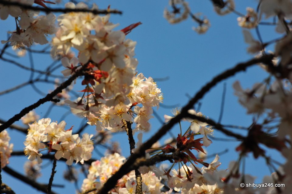 Nice clear skies to highlight the sakura.