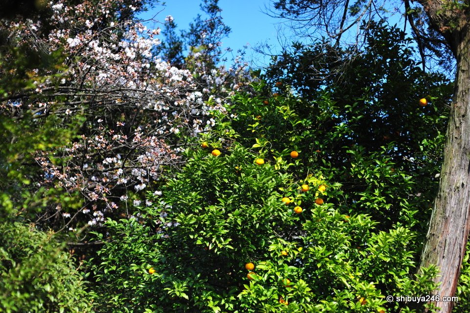 Looks like we have some fruit mixed in with the cherry blossoms.