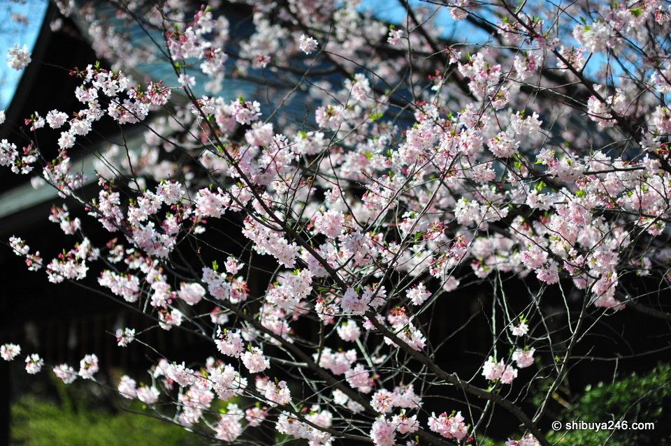 Sakura in full bloom.