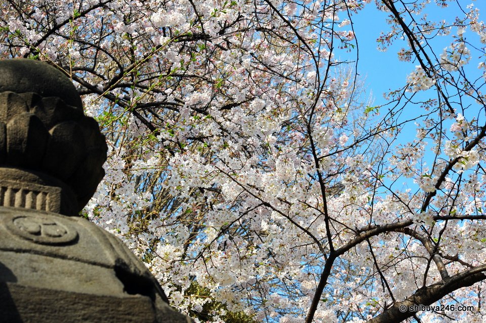 Stone lanterns and Sakura.