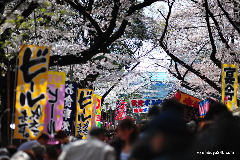 Lots of sakura, lots of color, plenty of beer and masses of people.